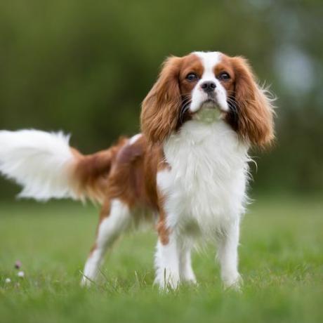 cavalier king charles-spaniël