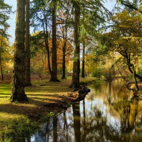 nieuwe bosbomen flankeren een rivier in de herfst