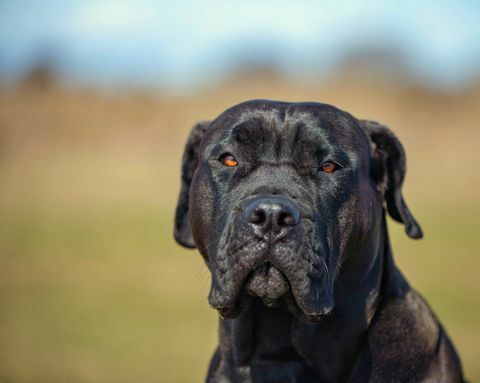 mastiff hondenras