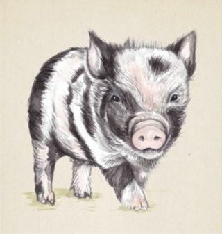 afbeelding van een varken