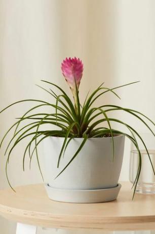 Bromelia zomer