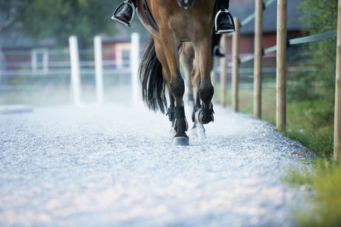 Onderste helft van paard - benen en hoeven