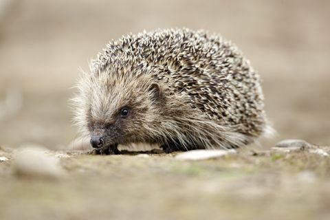 egel, erinaceus europaeus