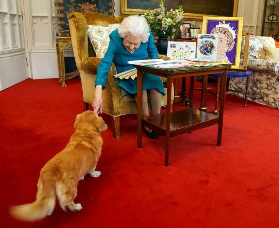 Wat gebeurt er met de honden van koningin Elizabeth nu ze is overleden?