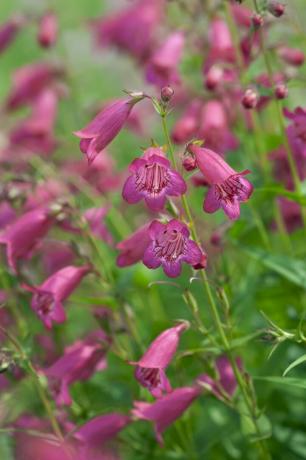 herfst bloemen tuin