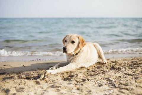 Hond liggend op het strand