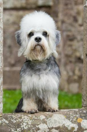 dandie dinmont terrier