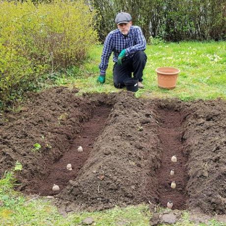 wat te doen in de tuin in maart aardappelen