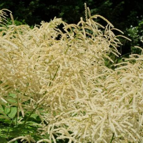 Aruncus Dioicus bloemen