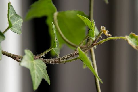 bladluizen op de kamerplant