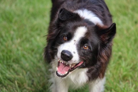 hond blaft in veld