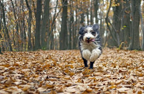 hond verlaat de herfst