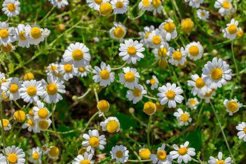 Kamille veld bloemen grens