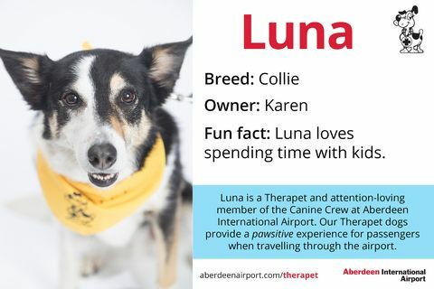 Luchthaven honden