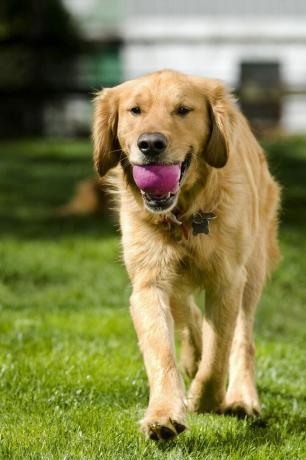 Golden retriever