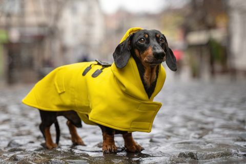 schattige teckelhond, zwart en bruin, gekleed in een gele regenjas staat in een plas op een stadsstraat