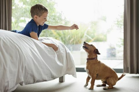 De jongen die hond geeft behandelt in slaapkamer