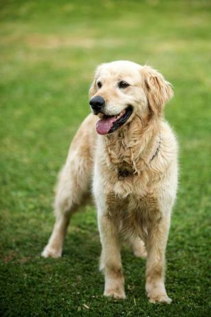 mooie golden retriever hond