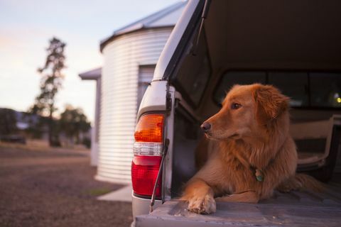 Hondenbezitters met 4x4's drongen aan op deze gezondheidswaarschuwing van dierenartsen - Car Boot Waarschuwing voor honden