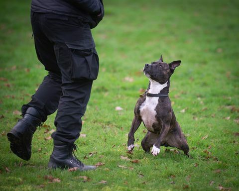 roxy de zoektocht politiehond