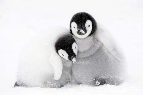 Dynasties pinguïns kuikens foto