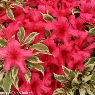 Bollywood Azalea