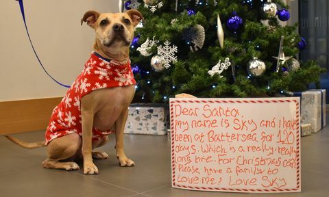 Battersea Dogs and Cats Home - brief aan de kerstman - Sky