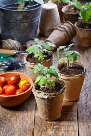 jonge tomatenzaailingspruiten in het veenpottentuinconcept