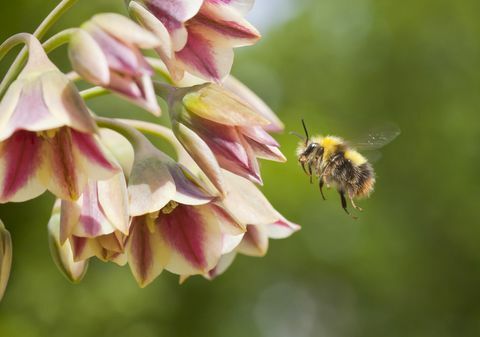 landelijk wonen bloembollen op thuisbasis