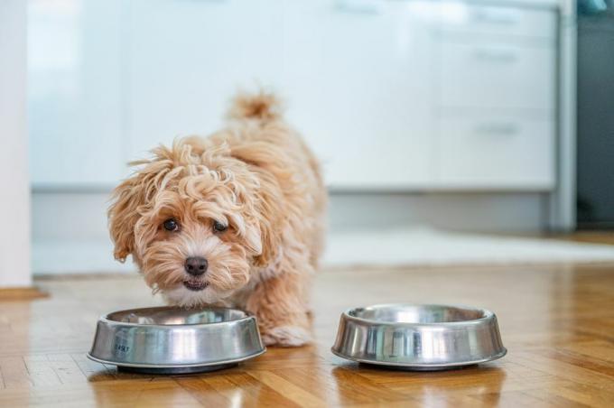 kleine schattige Maltipoo-puppy