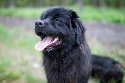 Newfoundland hond portret in bos