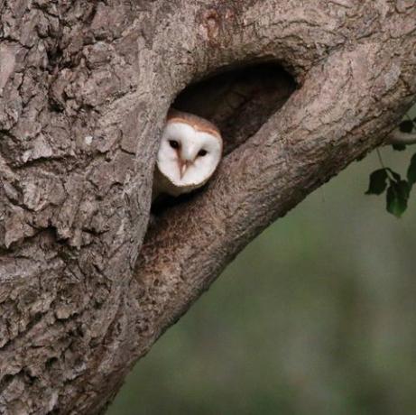 een kerkuil tuurt vanuit zijn nest in een holle boomstam in avondlicht, hoofd en wit gezicht van uilenshow