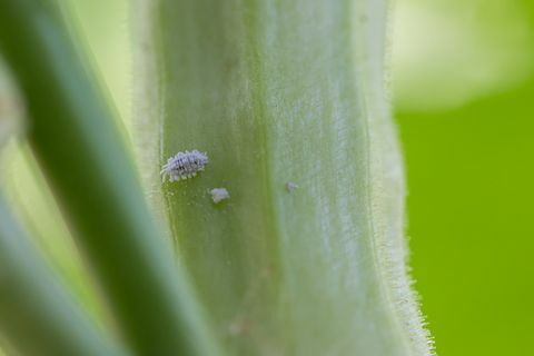 wolluis besmetting groei van plant