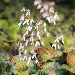 witte bloem