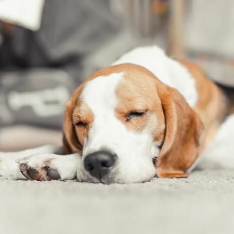 beagle puppy slaap