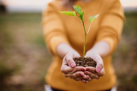 Handvol grond met jonge planten groeien