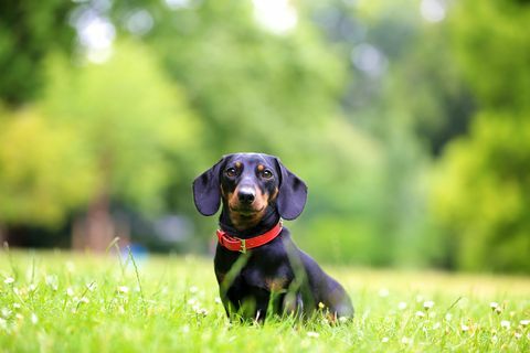 mini teckel hond zitten in het gras