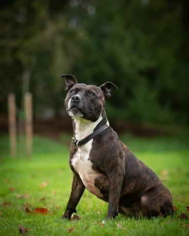 roxy de zoektocht politiehond