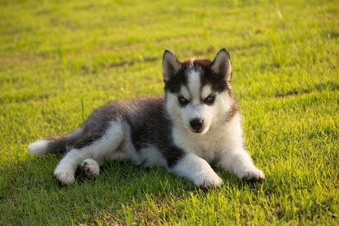 Siberische husky pup rustend op veld