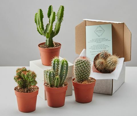 Cactussen selectie vak door GEO-FLEUR, £ 24, Notonthehighstreet.com