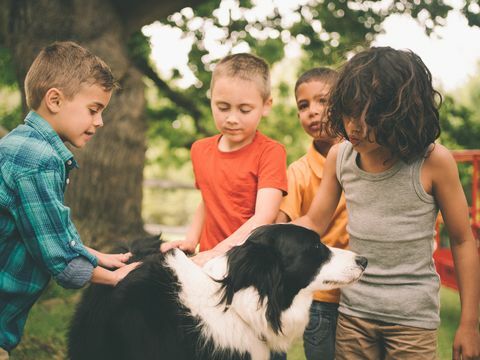 Hond spelen met een groep buiten kinderen