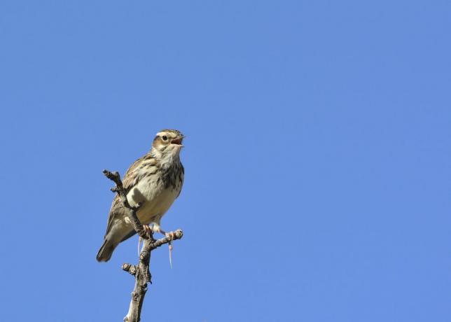 Woodlark (Lullula arborea) op tak