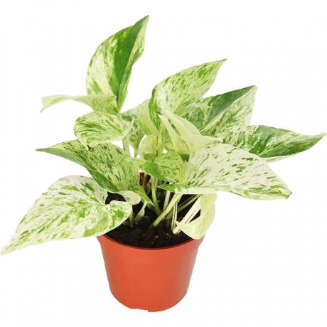 'Sneeuwkoningin' Pothos