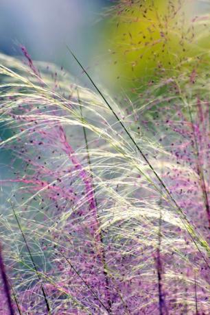 roze muhly gras, close-up