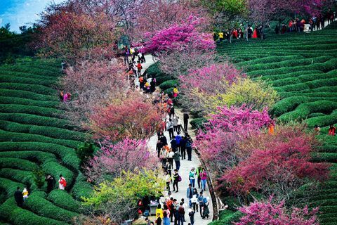 Kersenbomen op een theeaanplanting in Yongfu Town in Longyan, Fujian, China