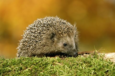 egel erinaceus europaeus buitenshuis, close-up