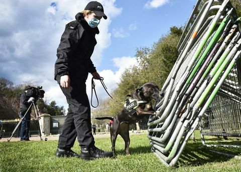 roxy de zoektocht politiehond