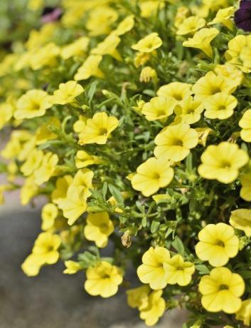 gele calibrachoa in een plantenbak in een formele tuin, mooie zomerse achtergrond