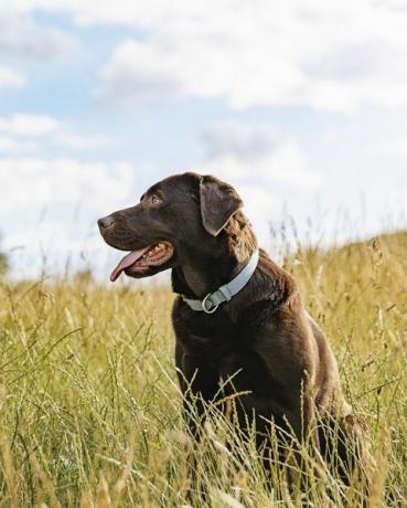 portret van een chocolade labrador op het platteland