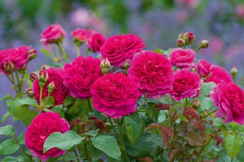 David Austin Flowers Chelsea Flower Show 2019